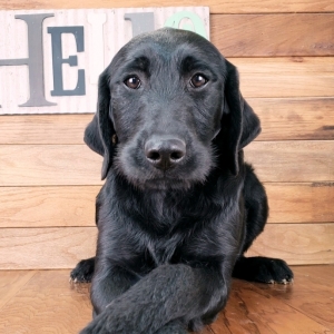 Flat Coat Labradoodle Goldenacresdogs Flat Coat Labradoodle Goldenacresdogs