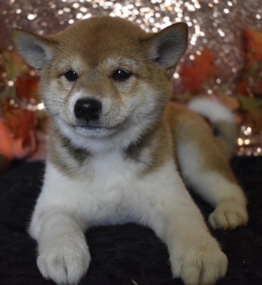 perfect puppy shiba inu
