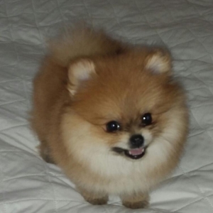 Blake A Orange Male Pomeranian Puppy 615568 Puppyspot