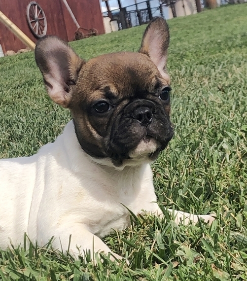 all white french bulldog