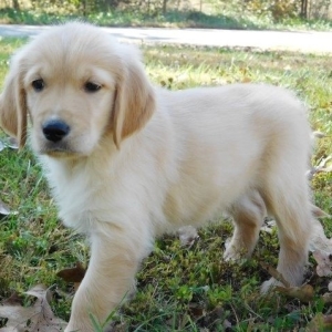 Tyler A Golden Male Golden Retriever Puppy 617578 Puppyspot