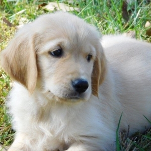 Tyler A Golden Male Golden Retriever Puppy 617578 Puppyspot