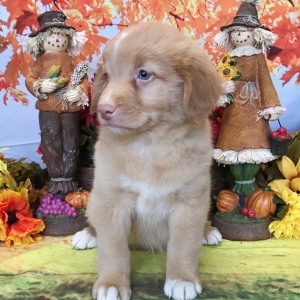 mini nova scotia duck tolling retriever