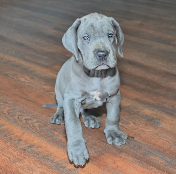 Mac A Blue Male Great Dane Puppy 618468 Puppyspot