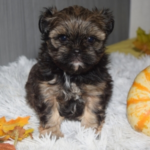 shorkie puppy pictures