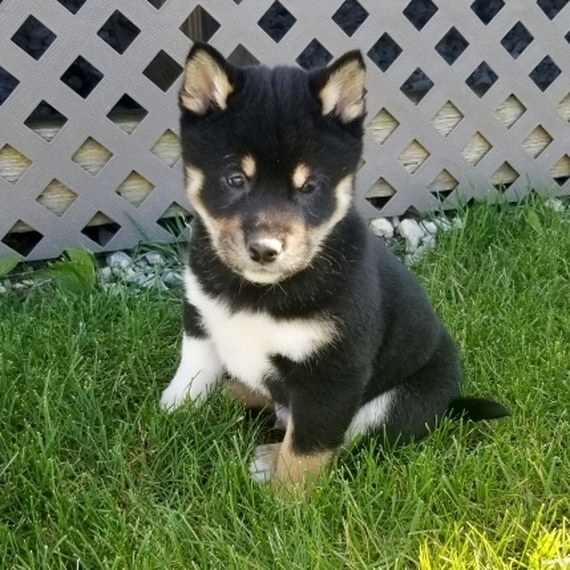 hawaii shiba inu