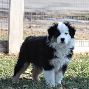phantom australian shepherd