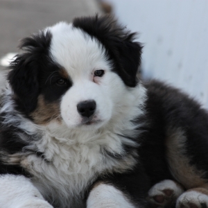 phantom australian shepherd