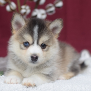 science diet veterinary