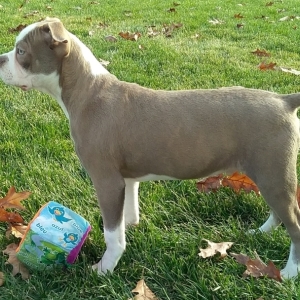 lilac boston terrier