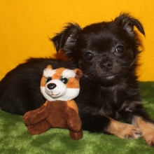 Cole Chihuahua Puppy 620458 Puppyspot