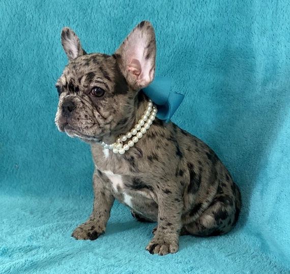 Chocolate Chip French Bulldog Puppy 620648 PuppySpot