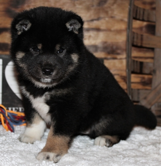 perfect puppy shiba inu