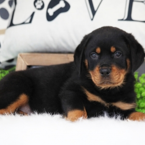 puppyspot rottweiler