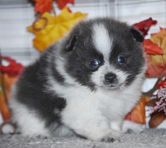 blue pomeranian puppies