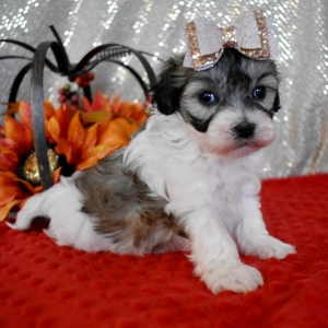 Maltipoo Puppy Noel