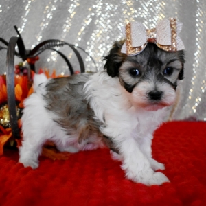 Maltipoo Puppy Noel
