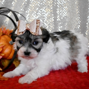 Maltipoo Puppy Noel