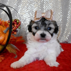 Maltipoo Puppy Noel