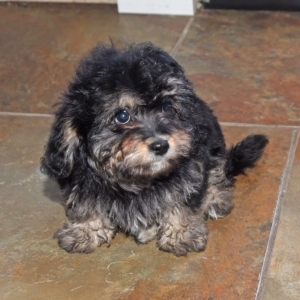 black and tan cavapoo