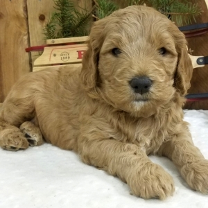 charlie goldendoodle