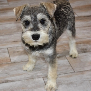 wire haired miniature schnauzer