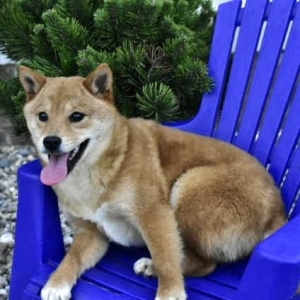 ckc shiba inu