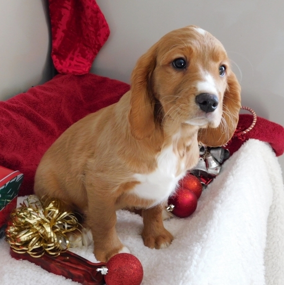 Teddy, a Rust Male Golden Cavalier Puppy 625738 PuppySpot