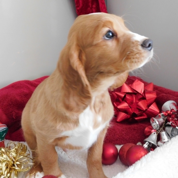 Teddy, a Rust Male Golden Cavalier Puppy 625738 PuppySpot