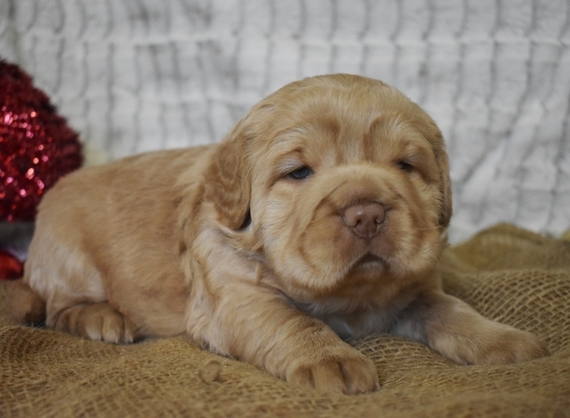 cocker pei puppies