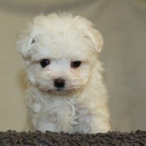 puppyspot maltese