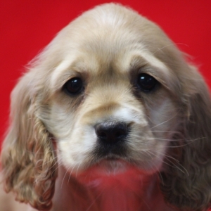Robin Cocker Spaniel Puppy 630118 Puppyspot