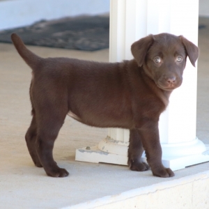 Brooklyn A Chocolate Female Labrador Retriever Puppy 630338 Puppyspot