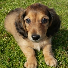 Ralphy Dachshund Puppy 630778 Puppyspot