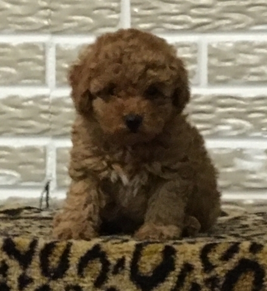 teacup poodle olx