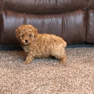 wolf puppies for sale gumtree