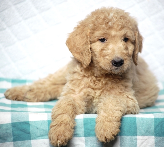 petmate simple sifting litter pan