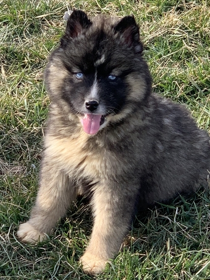 siberian husky wooly coat for sale