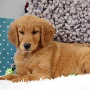 Rose A Golden Female Golden Retriever Puppy 632408 Puppyspot