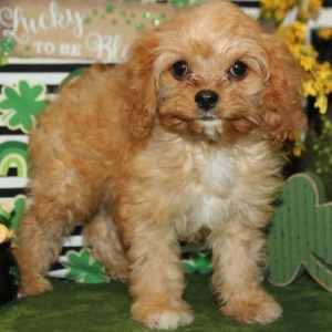 miniature cavapoo