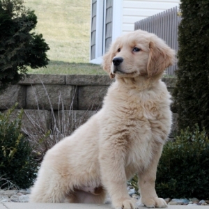 Mr Zurich A Golden Male Golden Retriever Puppy 633818 Puppyspot