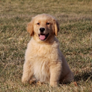 Mr Zurich A Golden Male Golden Retriever Puppy 633818 Puppyspot
