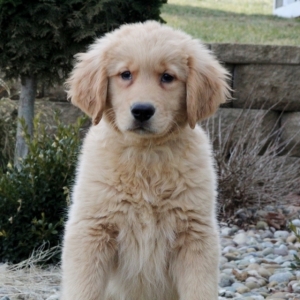Mr Zurich A Golden Male Golden Retriever Puppy 633818 Puppyspot