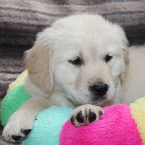 light golden retriever