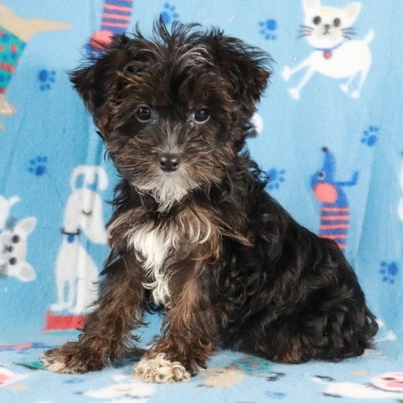 yorkie poo puppies for sale