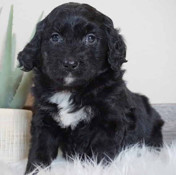 science diet veterinary