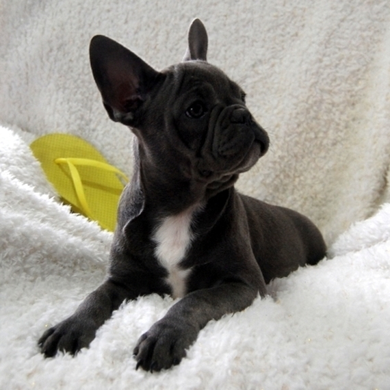 Jessica A Blue Female French Bulldog Puppy 634728 Puppyspot Jessica A Blue Female French Bulldog Puppy 634728 Puppyspot