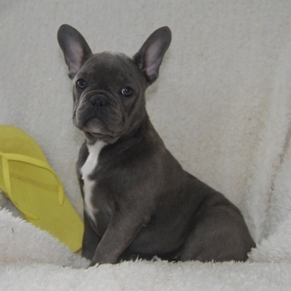 Jessica A Blue Female French Bulldog Puppy 634728 Puppyspot Jessica A Blue Female French Bulldog Puppy 634728 Puppyspot