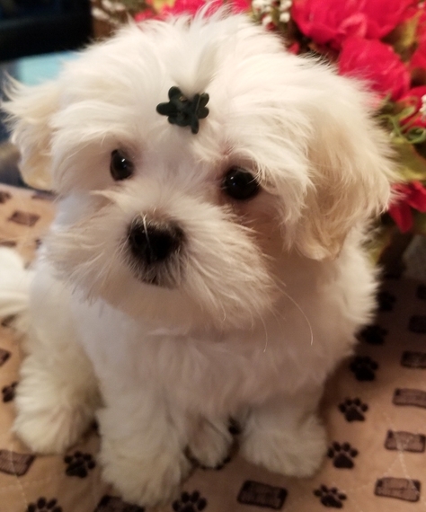 puppyspot maltese