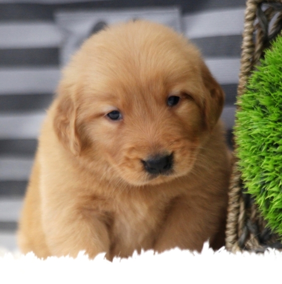 Pedro A Golden Male Golden Retriever Puppy 635788 Puppyspot